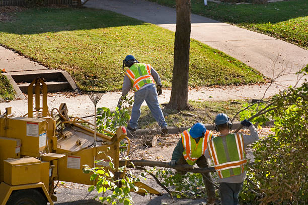 Dead Tree Removal in Jacksonville, NC